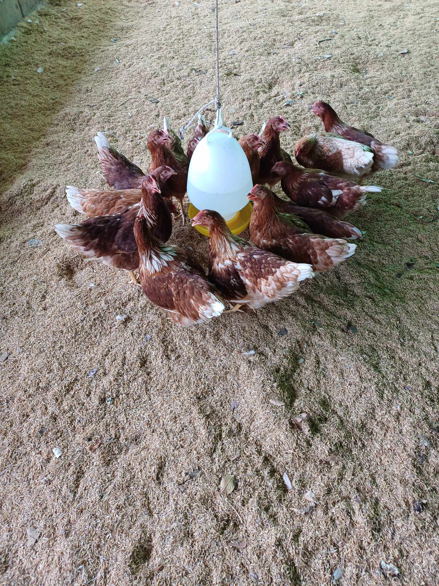 Community farming initiative