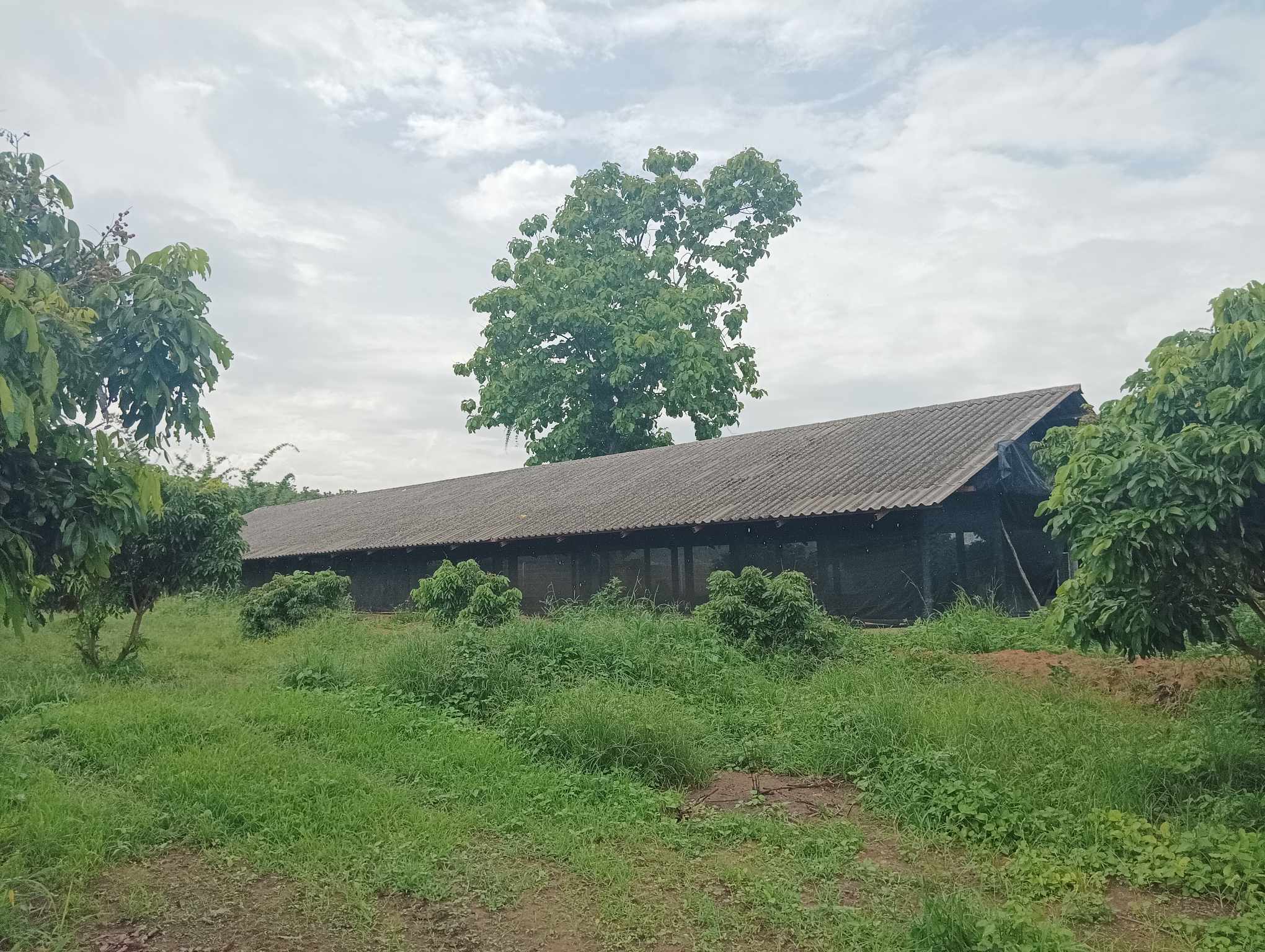 Livestock support for household nutrition